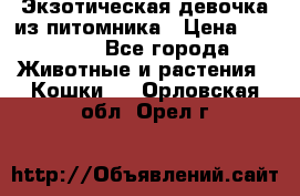 Экзотическая девочка из питомника › Цена ­ 25 000 - Все города Животные и растения » Кошки   . Орловская обл.,Орел г.